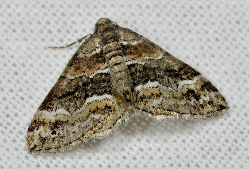 Geometridae - Perizoma bifaciata